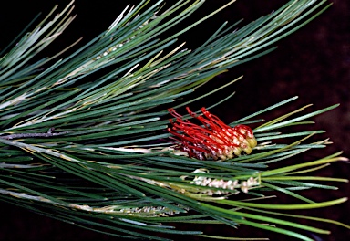 APII jpeg image of Grevillea coccinea subsp. coccinea  © contact APII