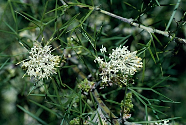 APII jpeg image of Grevillea corrugata  © contact APII