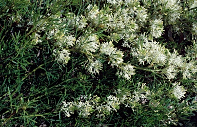 APII jpeg image of Grevillea biternata  © contact APII