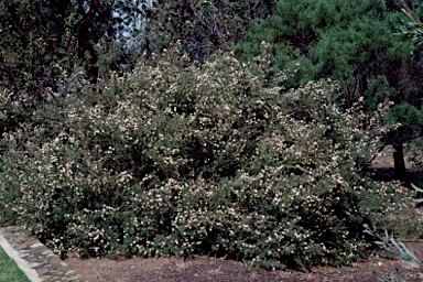 APII jpeg image of Grevillea crithmifolia  © contact APII