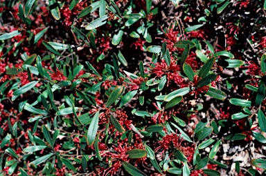 APII jpeg image of Grevillea dimorpha  © contact APII