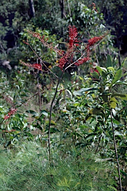 APII jpeg image of Grevillea dryandri subsp. dasycarpa  © contact APII