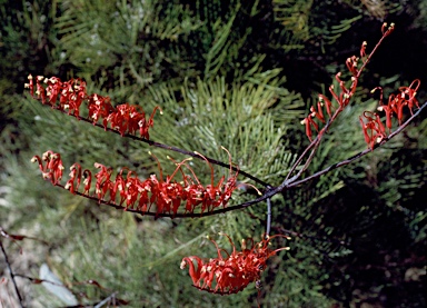 APII jpeg image of Grevillea dryandri subsp. dasycarpa  © contact APII