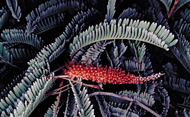 APII jpeg image of Grevillea dryandroides  © contact APII