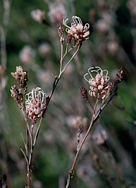 APII jpeg image of Grevillea endlicheriana  © contact APII