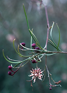 APII jpeg image of Grevillea endlicheriana  © contact APII