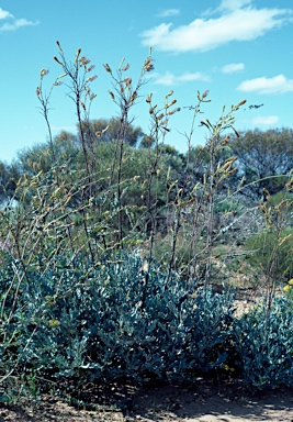 APII jpeg image of Grevillea eryngioides  © contact APII