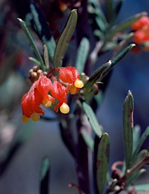 APII jpeg image of Grevillea fasciculata  © contact APII