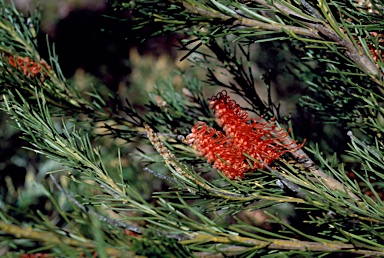 APII jpeg image of Grevillea fastigiata  © contact APII