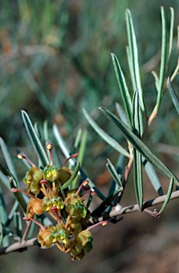 APII jpeg image of Grevillea floribunda subsp. floribunda  © contact APII