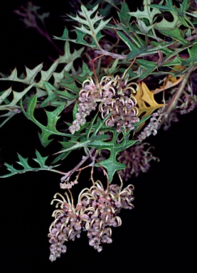 APII jpeg image of Grevillea floripendula  © contact APII