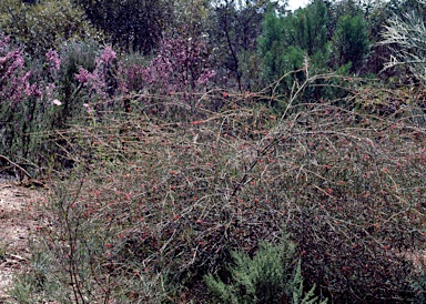 APII jpeg image of Grevillea fulgens  © contact APII