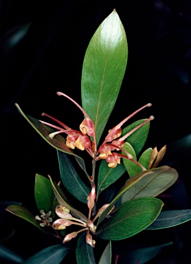 APII jpeg image of Grevillea glossadenia  © contact APII