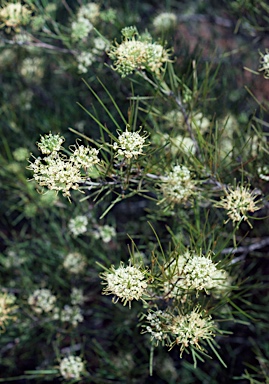 APII jpeg image of Grevillea commutata  © contact APII