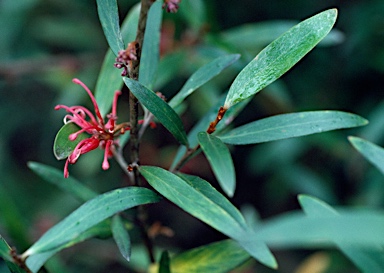 APII jpeg image of Grevillea hockingsii  © contact APII