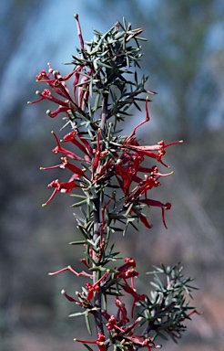 APII jpeg image of Grevillea huegelii  © contact APII