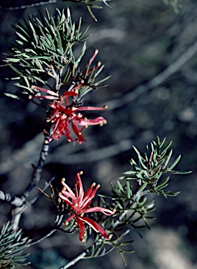 APII jpeg image of Grevillea huegelii  © contact APII