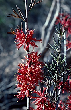 APII jpeg image of Grevillea huegelii  © contact APII