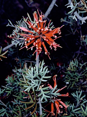 APII jpeg image of Grevillea huegelii  © contact APII