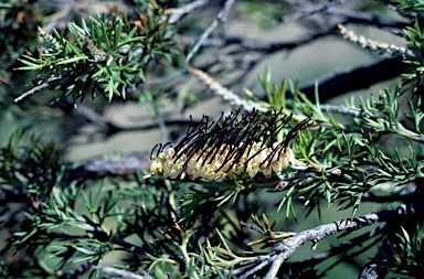 APII jpeg image of Grevillea hookeriana subsp. digitata  © contact APII