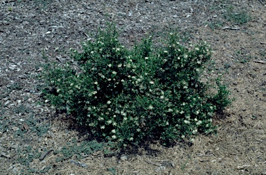 APII jpeg image of Grevillea humilis subsp. maritima  © contact APII