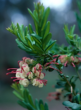 APII jpeg image of Grevillea iaspicula  © contact APII