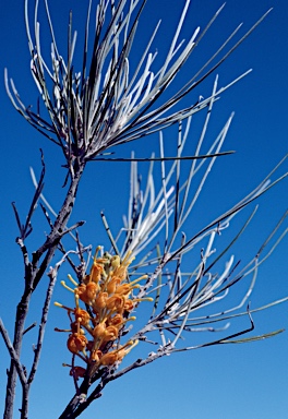 APII jpeg image of Grevillea juncifolia  © contact APII