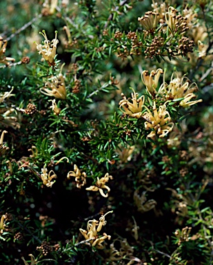 APII jpeg image of Grevillea juniperina  © contact APII