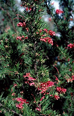 APII jpeg image of Grevillea juniperina subsp. juniperina  © contact APII