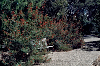 APII jpeg image of Grevillea 'Bonfire'  © contact APII