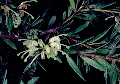 APII jpeg image of Grevillea kedumbensis  © contact APII