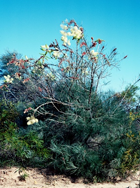 APII jpeg image of Grevillea leucopteris  © contact APII