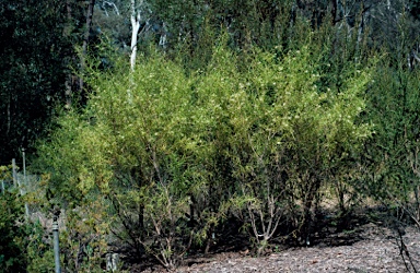 APII jpeg image of Grevillea linearifolia  © contact APII