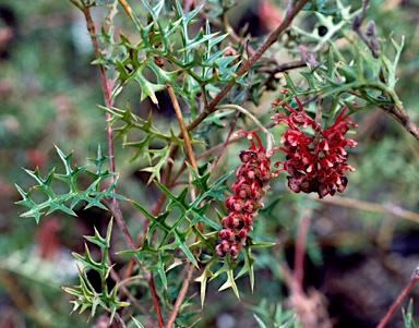 APII jpeg image of Grevillea microstegia  © contact APII