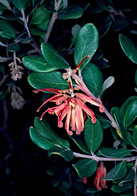 APII jpeg image of Grevillea miqueliana  © contact APII