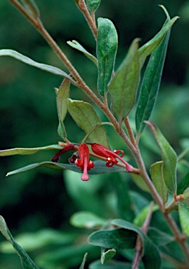 APII jpeg image of Grevillea mollis  © contact APII