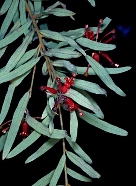 APII jpeg image of Grevillea mollis  © contact APII