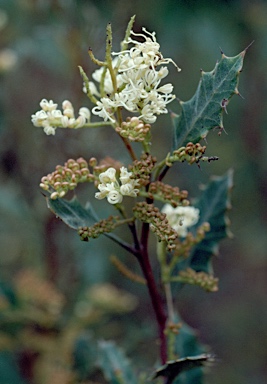 APII jpeg image of Grevillea monticola  © contact APII