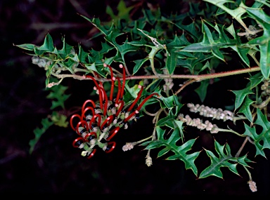 APII jpeg image of Grevillea montis-cole subsp. montis-cole  © contact APII