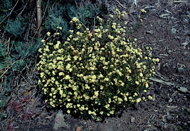 APII jpeg image of Grevillea muelleri  © contact APII