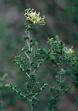 APII jpeg image of Grevillea murex  © contact APII