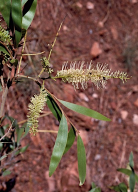 APII jpeg image of Grevillea myosodes  © contact APII