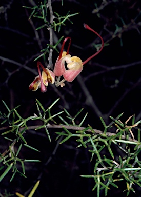 APII jpeg image of Grevillea newbeyi  © contact APII