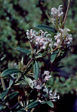 APII jpeg image of Grevillea occidentalis  © contact APII