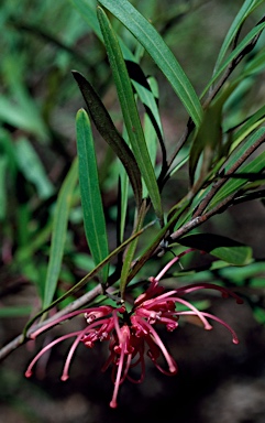 APII jpeg image of Grevillea oleoides  © contact APII