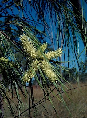 APII jpeg image of Grevillea parallela  © contact APII