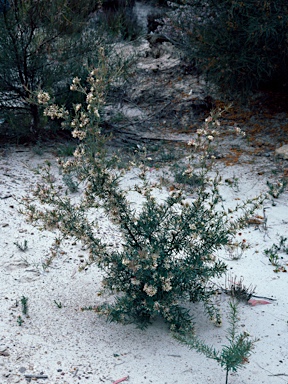 APII jpeg image of Grevillea parviflora  © contact APII