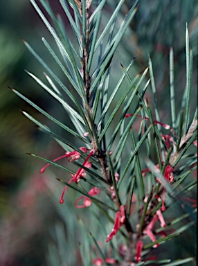 APII jpeg image of Grevillea pityophylla  © contact APII