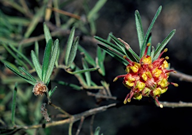 APII jpeg image of Grevillea polybractea  © contact APII