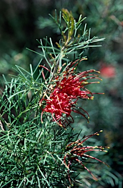 APII jpeg image of Grevillea preissii subsp. preissii  © contact APII